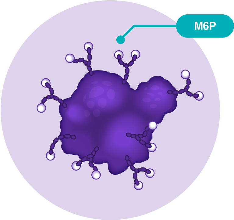 NEXVIAZYME® (avalglucosidase alfa-ngpt) Enzyme